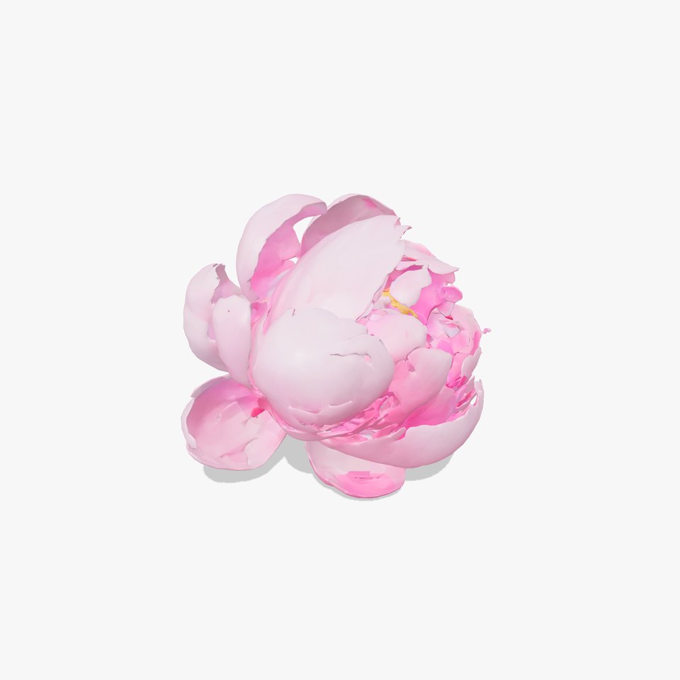 Realistic Peony Flower Diversity Model Pack